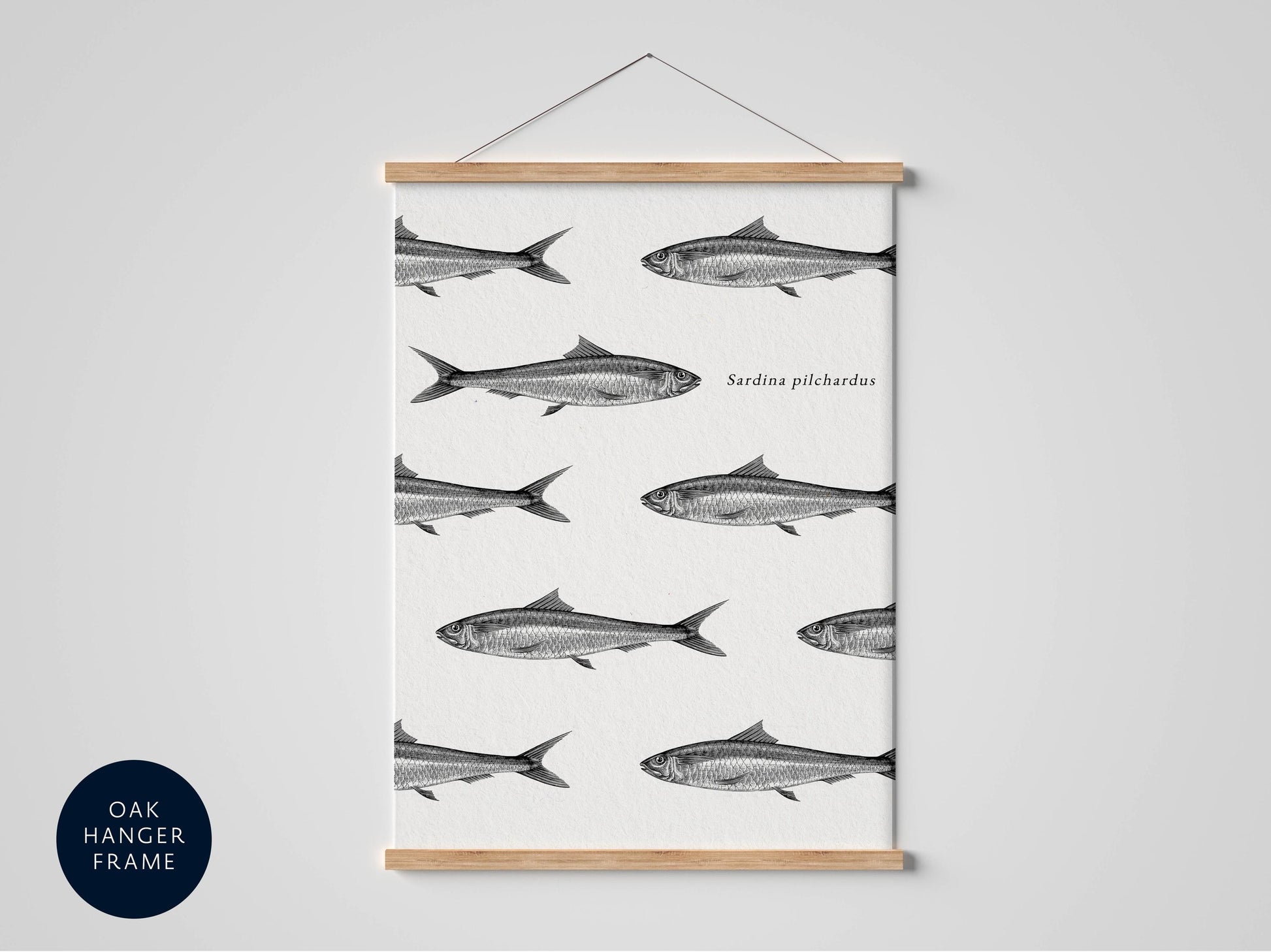 a framed print of a repeating pattern of fish illustrations, with the text "Sardina pilchardus" written below the illustrations.