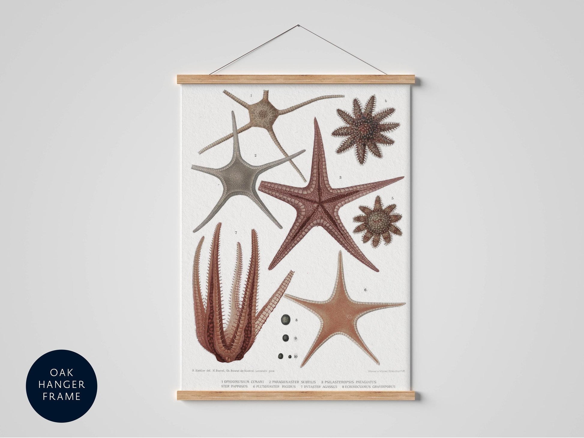 Starfish and sea shells vintage print gallery set, seaside poster, sea animal and sea life framed poster, maritime life vintage print