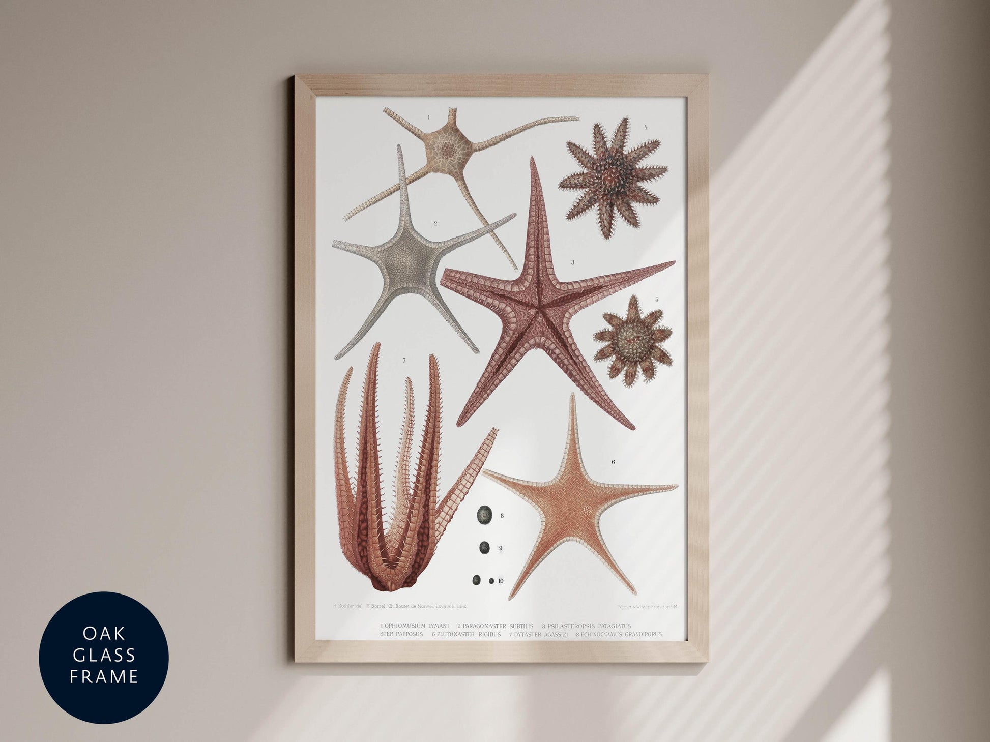 Starfish and sea shells vintage print gallery set, seaside poster, sea animal and sea life framed poster, maritime life vintage print