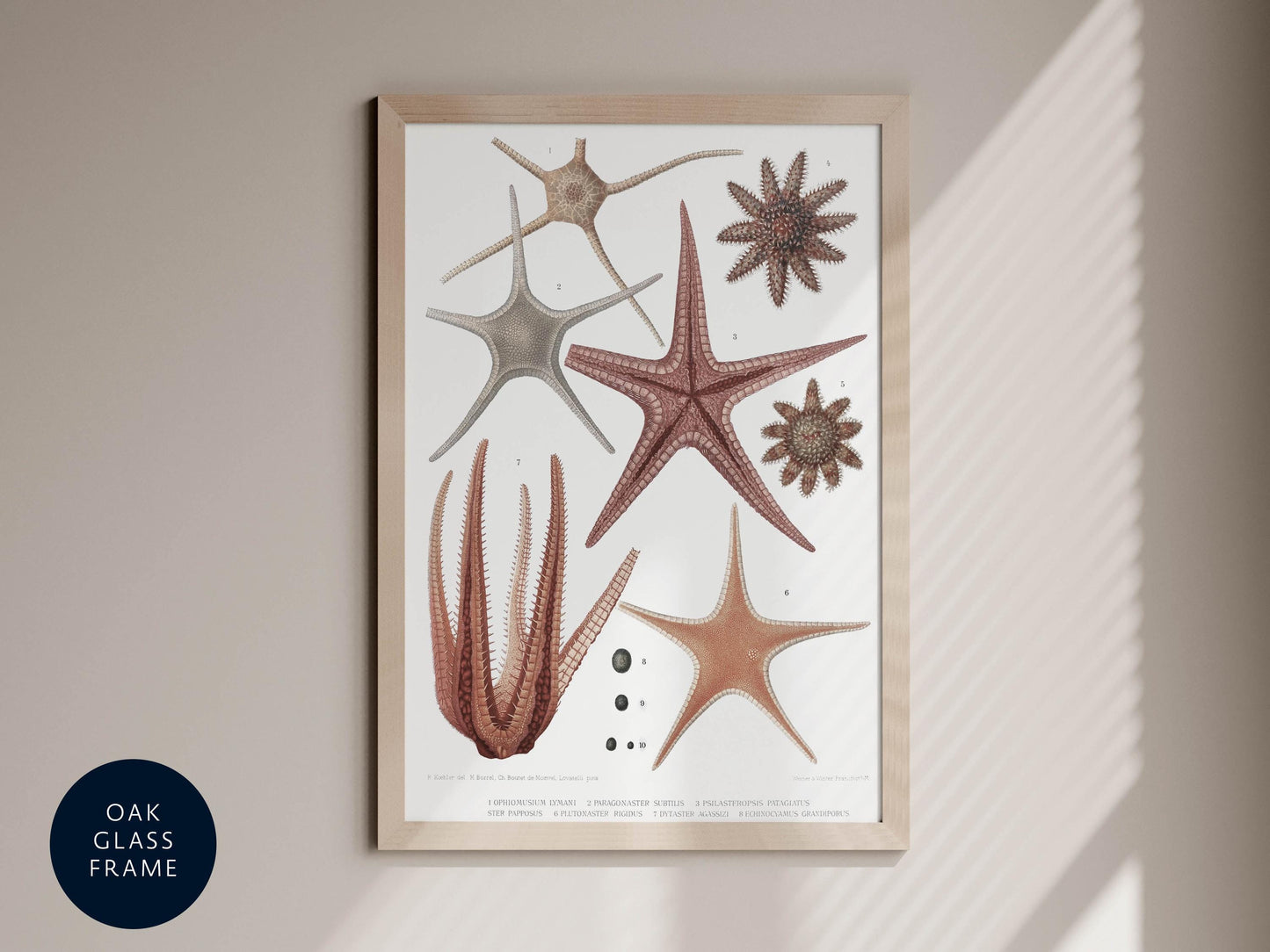 Vintage Starfish & Seashell Prints Set | Antique Natural History Ocean Illustration | Coastal Wall Art Pair | Nautical Decor