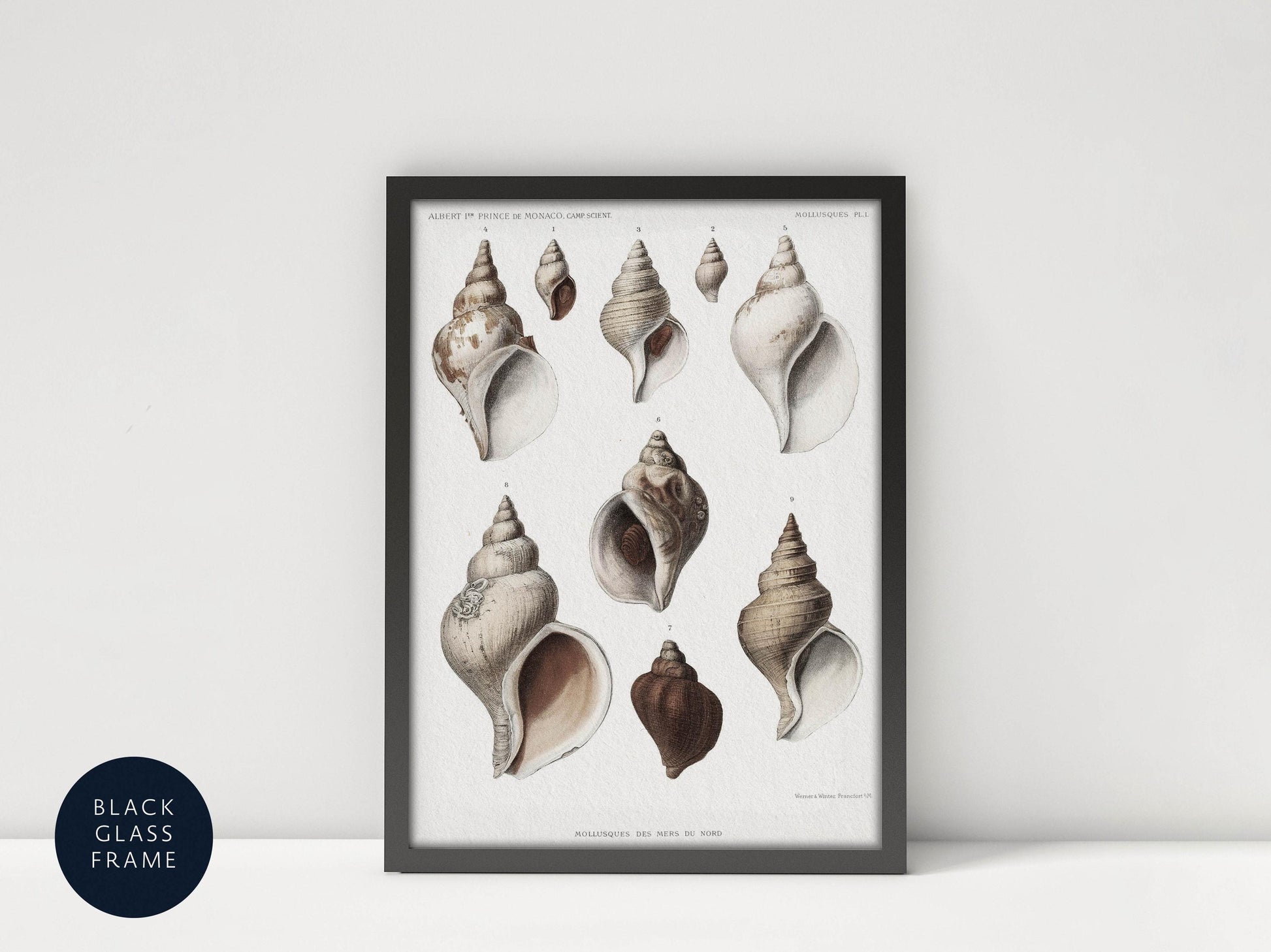 Starfish and sea shells vintage print gallery set, seaside poster, sea animal and sea life framed poster, maritime life vintage print