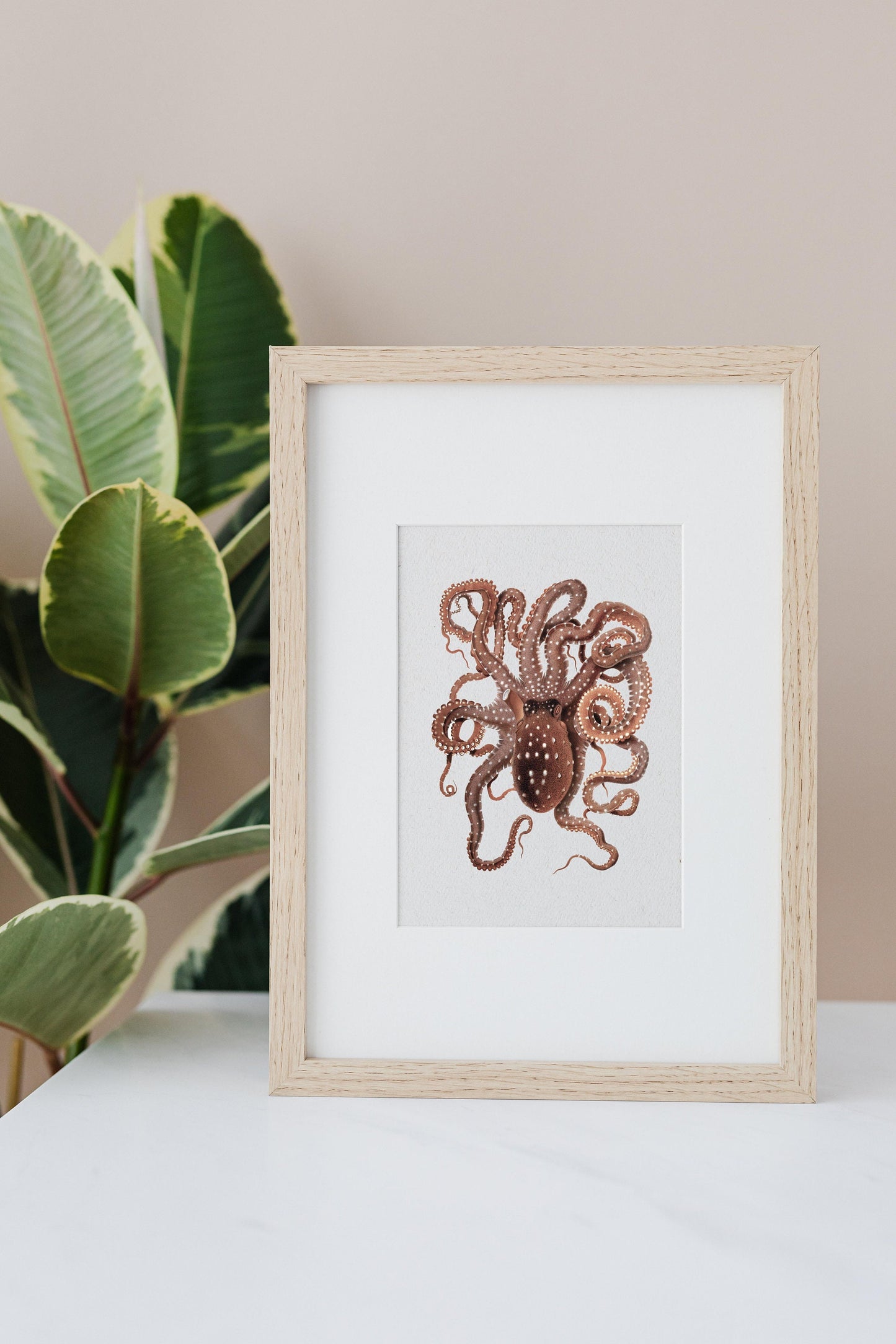 vintage sea life print of octopus, framed poster sea animal, seaside gift