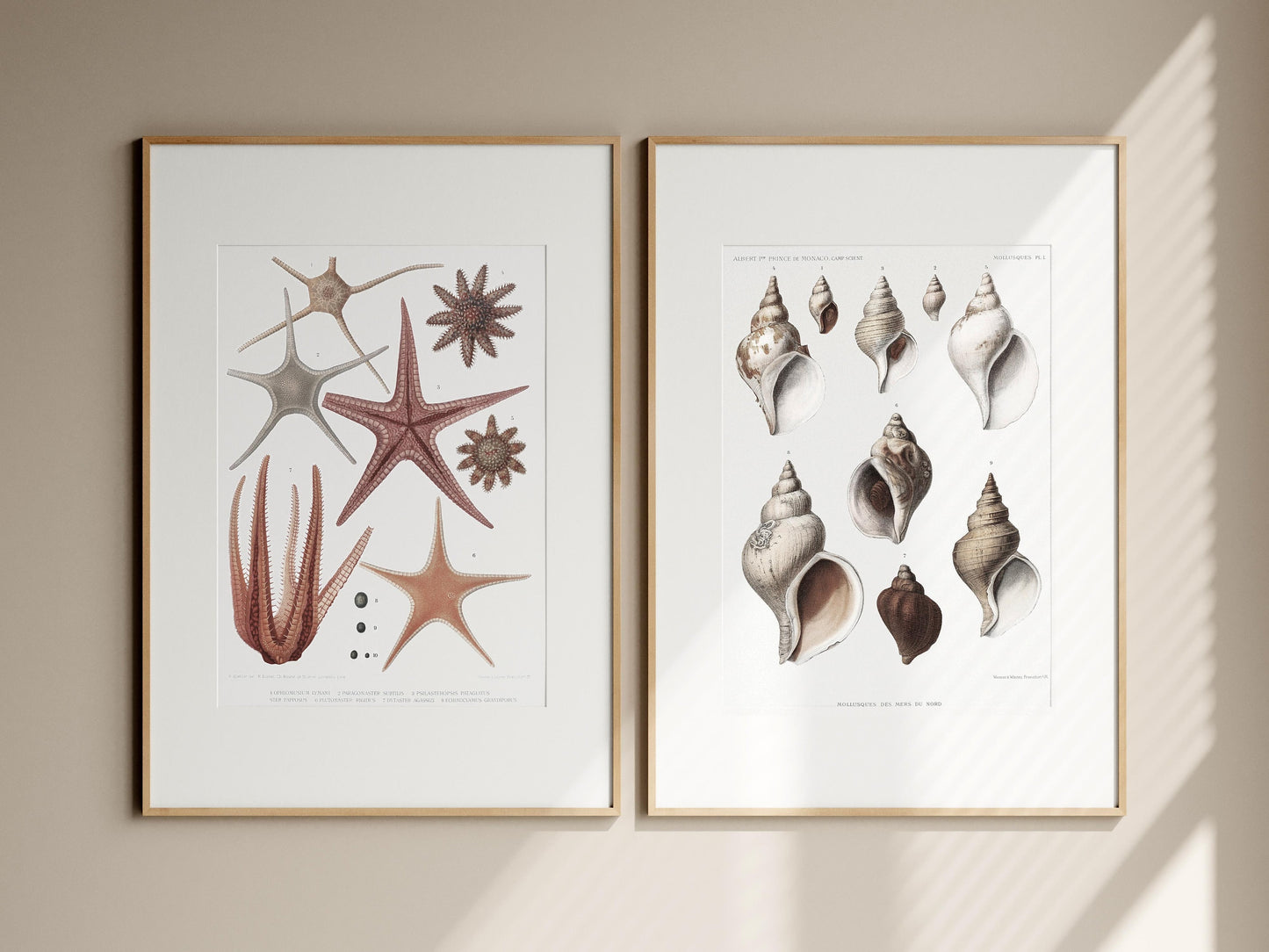 Starfish and sea shells vintage poster gallery set