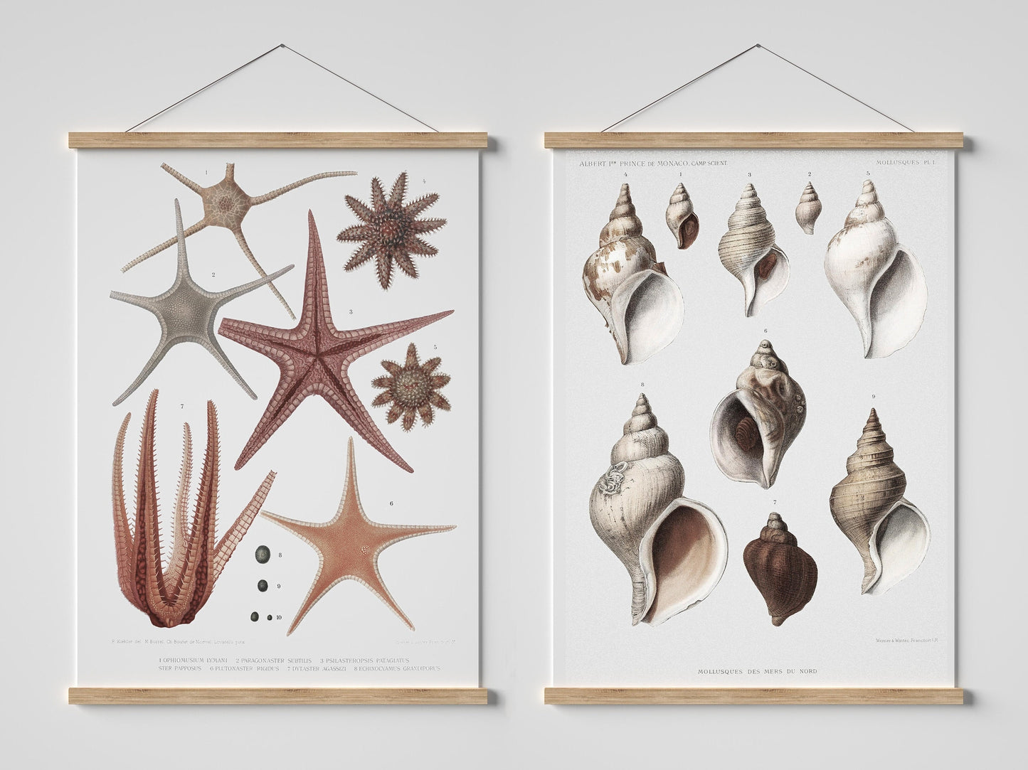 Starfish and sea shells vintage poster gallery set