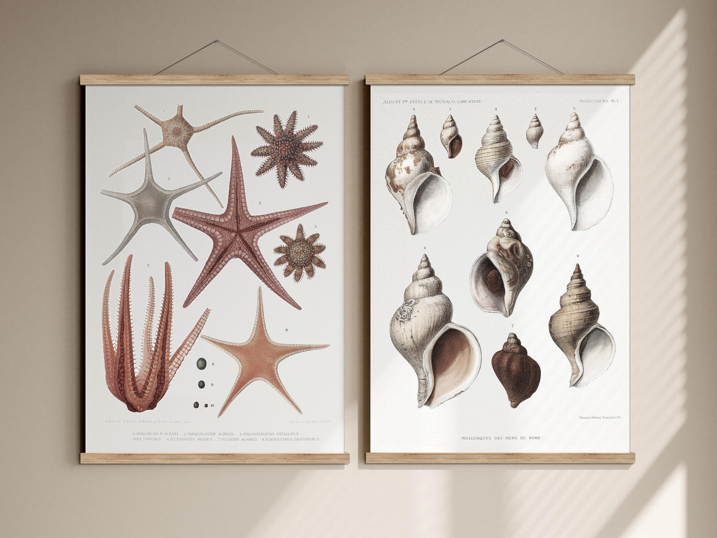 Starfish and sea shells vintage poster gallery set