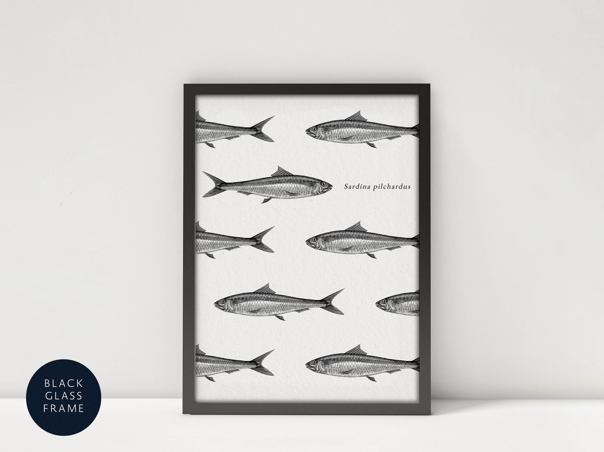 a framed print of a black and white illustration of several fish, with the text &quot;Sardina pichardus&quot; printed below the image.